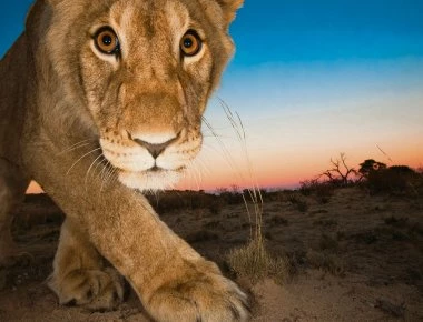 Σαουδική Αραβία: Λιοντάρι επιτίθεται σε παιδιά μέσα σε ζωολογικό κήπο! (σκληρό βίντεο)